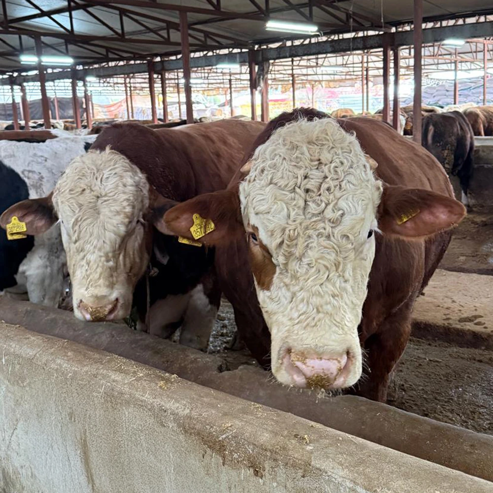 Büyükbaş hisse kurban - adaletli dağılım